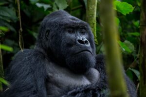 10 Days Ugandan Tour
