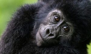 Gorilla Trekking Safari