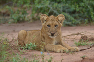 15 days Uganda safari