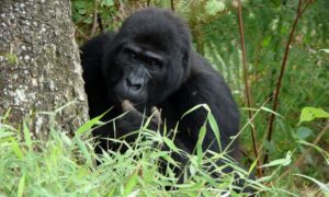 20 Days Uganda Safari