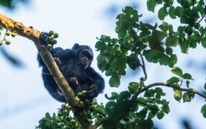 21 Days Uganda Rwanda Safari