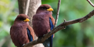 22 Days Uganda Birding Safari