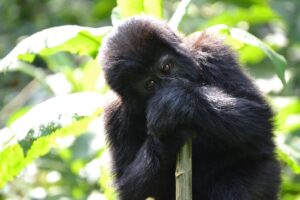 4 Days Uganda Gorilla Safari