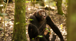 Rwanda Chimpanzee Safari