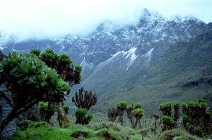 Rwenzori Mountains National Park Hiking Safari