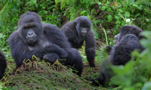Rwanda safaris - Gorilla Trekking Trips