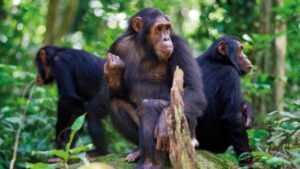 3 Days Rwanda Chimpanzee Trekking Safari