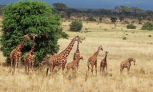 Aberdare National park