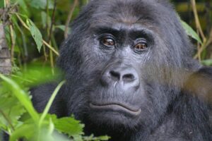 Gorillas Rwanda