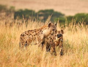 Kenya safari holiday tours