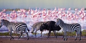 Lake Nakuru