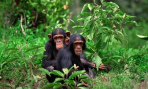 Rwanda Chimpanzee Trekking Safari