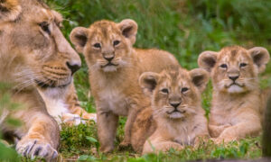 Akagera National Park