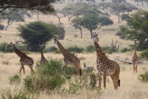 Tarangire National Park