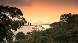 Canopy Walk in Nyungwe National Park