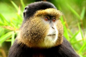 Golden Monkey Tracking