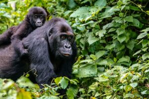 Gorilla Trekking in Rwanda 