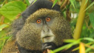 golden monkeys in Volcanoes National Park