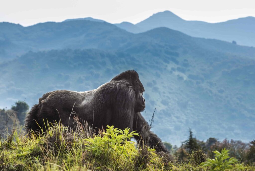 Gorilla Trekking in Volcanoes National Park, Rwanda