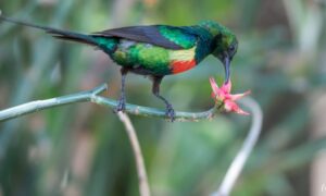 Birding in Nyungwe National Park 