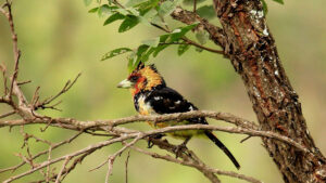 Birding in Volcanoes National Park