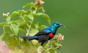 birding Rwanda