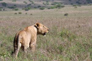 Nairobi National Park 