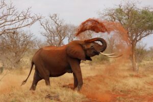 Tsavo East National Park 