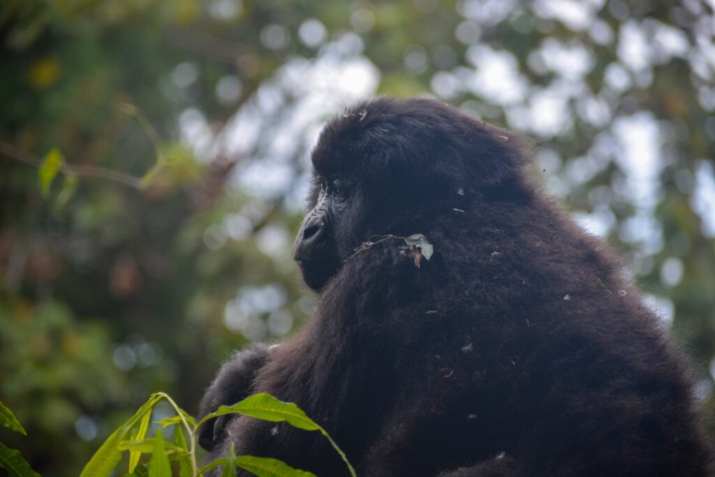 Female gorillas in Bwindi Impenetrable National Park