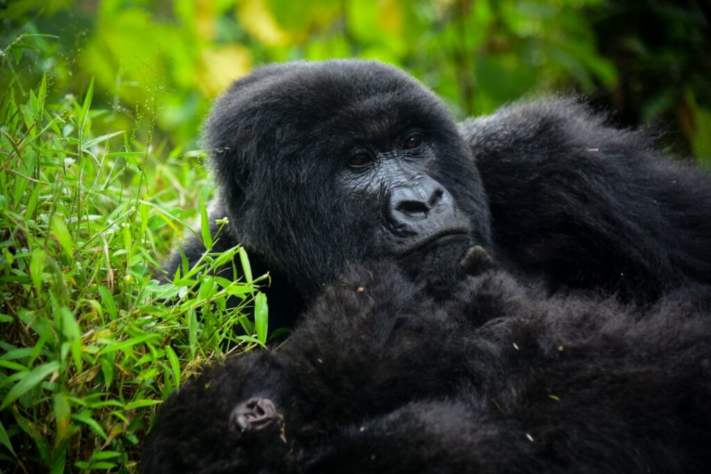 Gorilla trekking in Bwindi