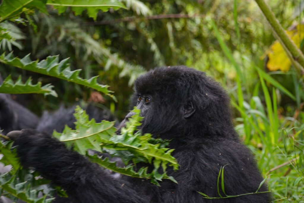 Uganda Gorilla Safari