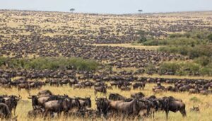 Great Wildebeest Migration in Serengeti National Park