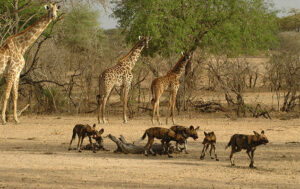 Selous National Reserve