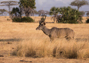 Selous National Reserve