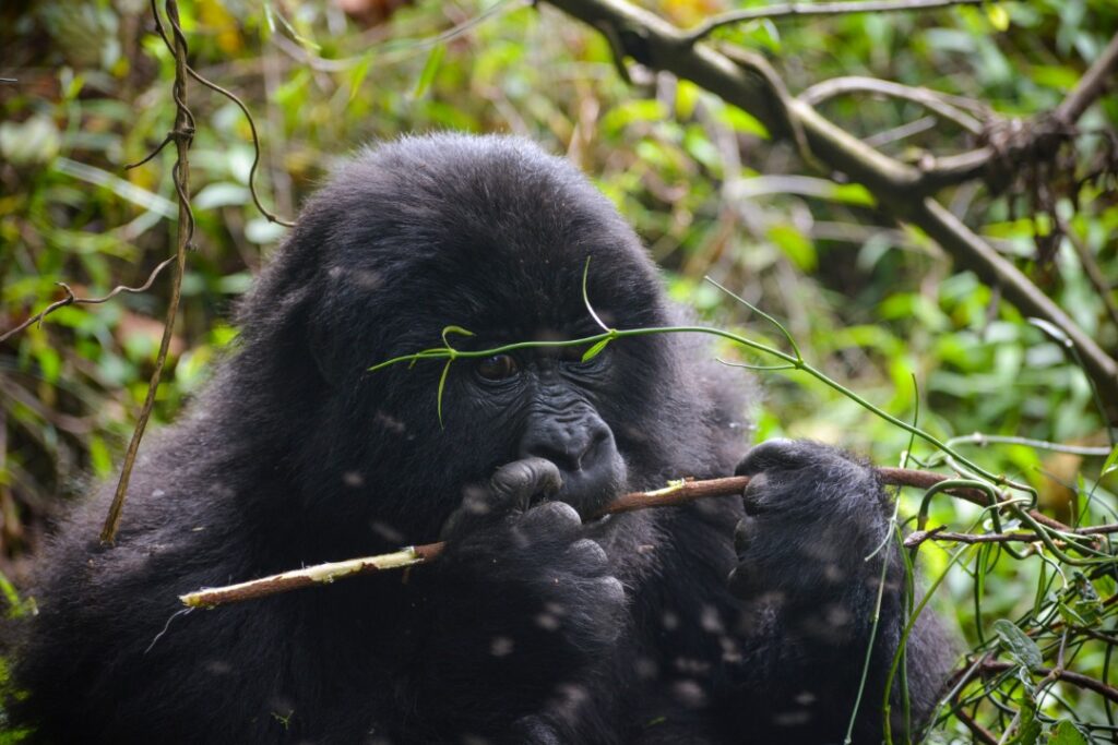 Bwindi Impenetrable National Park Gorilla Trekking