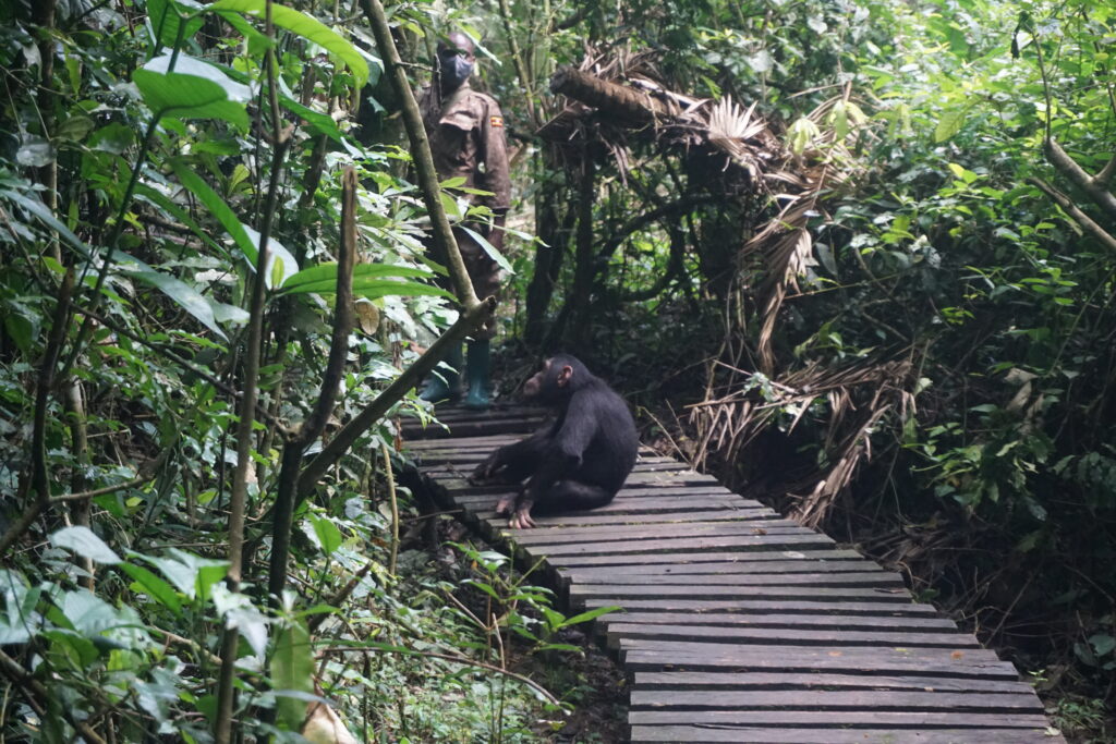Chimpanzee trekking in Kibale