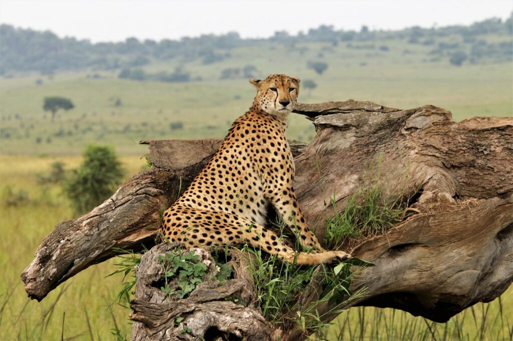 Wildlife viewing in Kidepo National Park