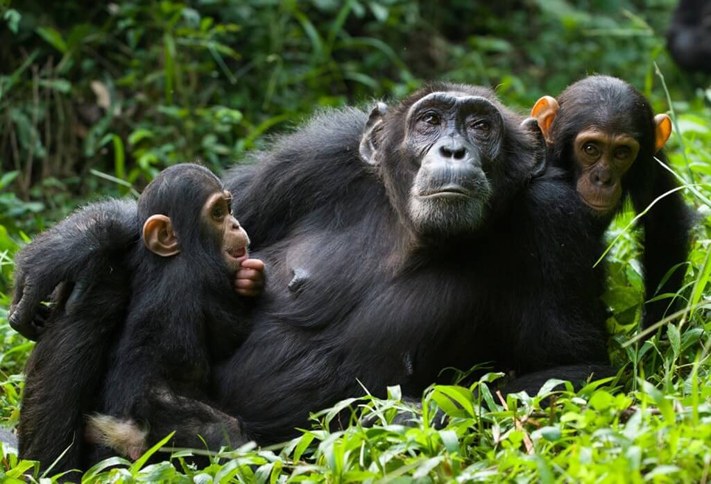 chimpanzee trekking in Kibale national park