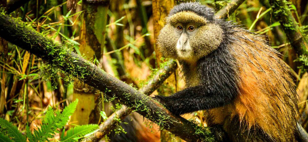 golden monkey trekking in volcanoes national park