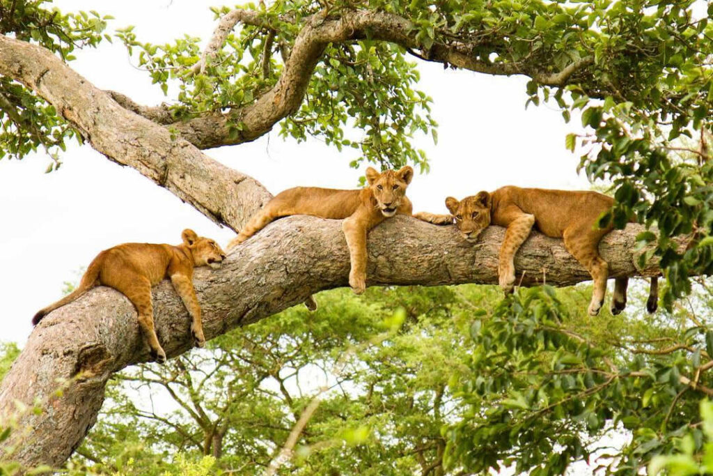 Ishasha sector - tree climbing lions
