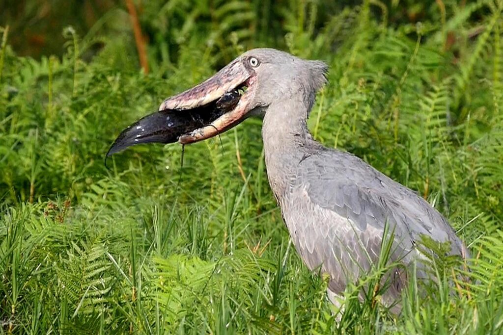 Mabamba Bird Watching 