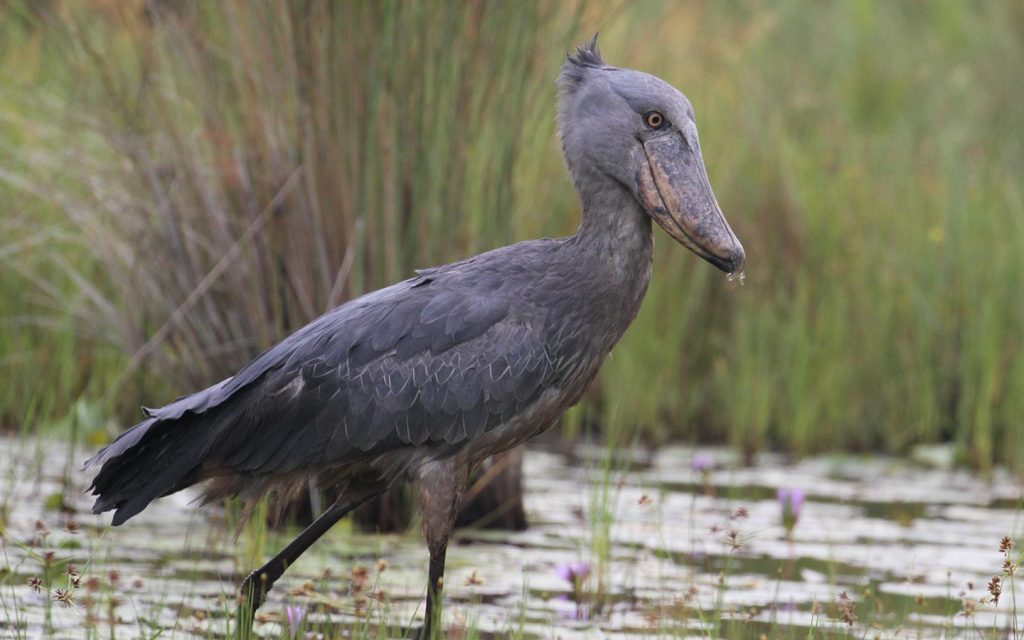 Mabamba Bird Watching.