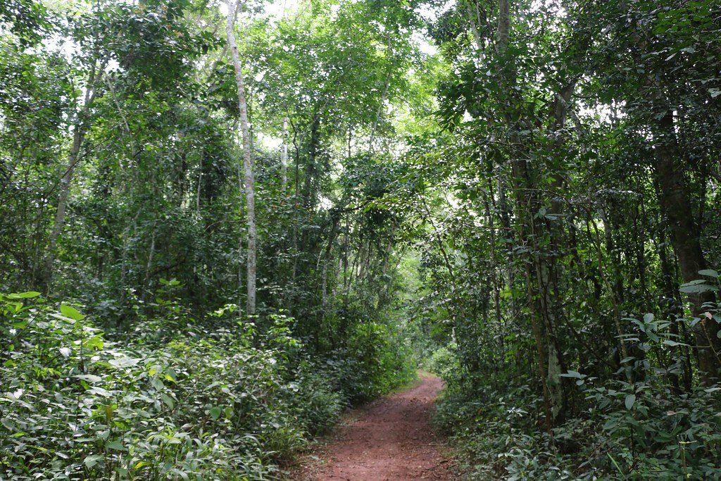 Mabira Forest