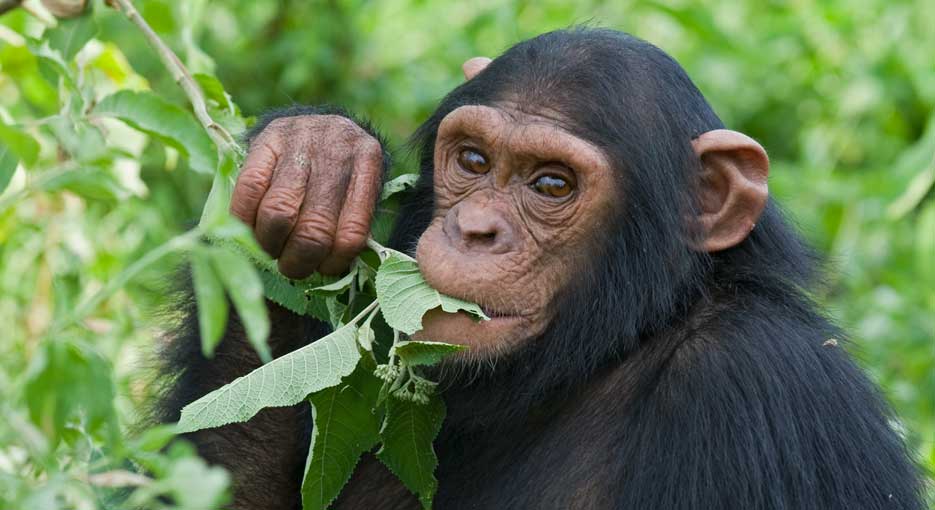 Ngamba Island Chimpanzee