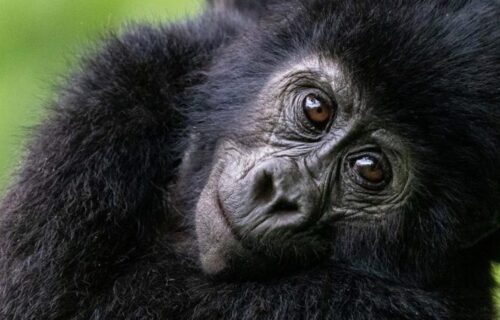 Gorilla Trekking Safari Gorilla Trekking Safari