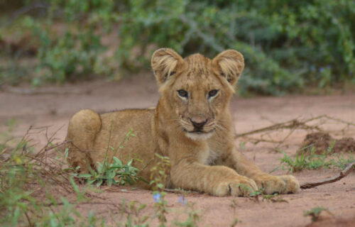 15 days Uganda safari
