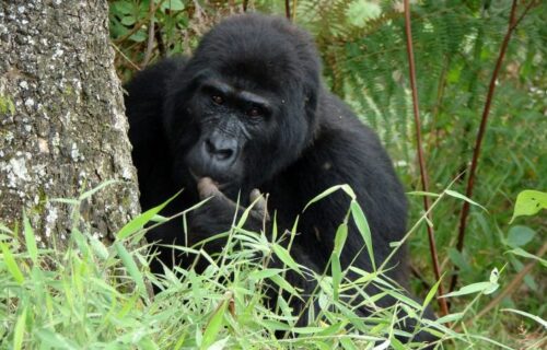 20 Days Uganda Safari 20 Days Uganda Safari
