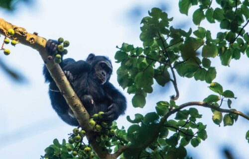 21 Days Uganda Rwanda Safari 21 Days Uganda Rwanda Safari