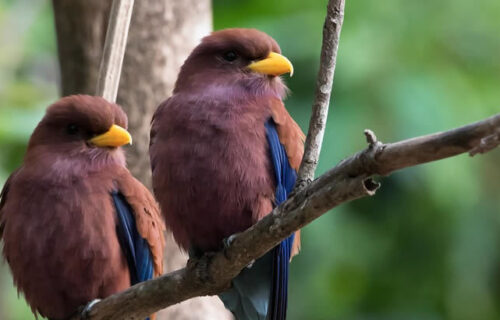22 Days Uganda Birding Safari 22 Days Uganda Birding Safari