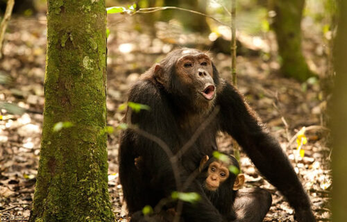 Rwanda Chimpanzee Safari Rwanda Chimpanzee Safari